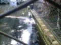 gal/Ile Maurice/_thb_SP_A0227_Reserve_des_Mascareignes.jpg